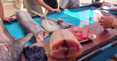 التونة البيضاء تشعل أسواق دمياط.. وأسهل طريقة لتحضير ملك الفسفور.. فيديو
