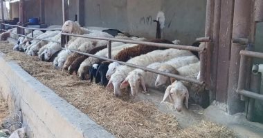 مديرية الزراعة بشمال سيناء تطرح أضاحي العيد للعاملين والمواطنين بأسعار مخفضة الأضاحي