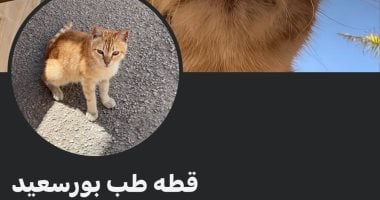 الشبكة نيوز : 
                                            من قطة ألسن لكلب طب المنصورة.. حيوانات الجامعات نجوم على السوشيال ميديا
                                        