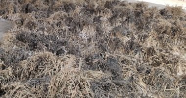 انتشار شوادر بيع التوم بقرى مركز طنطا فى الغربية.. التجميع من الأراضى الزراعية والفرز والتوزيع للأسواق المحلية وتجهيز كميات لتصديرة للخارج.. التجار: موسم الخير ويوفر العديد من فرص العمل لأهالى القرية.. صور موسم الثوم
