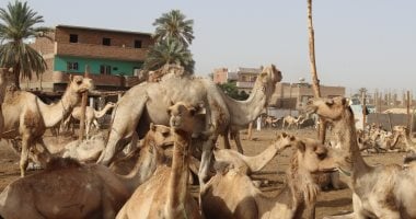 انتعاشة فى سوق الجمال بمدينة دراو بأسوان قبل عيد الأضحى.. "اليوم السابع" فى جولة بـ"الكرنتينا" أول محطة للإبل القادمة من السودان.. التجار يوضحون أفضل أنواع الأضاحى.. ويؤكدون: الأسعار مقبولة.. فيديو سوق الجمال
