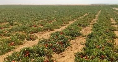 مزارع الطماطم بمفيض باريس