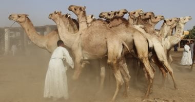إزاى تشترى أضحية من الجمال؟ .. اعرف الإجابة من تجار دراو بأسوان سوق الجمال