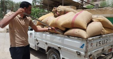 الأقصر تعلن استلام 13293 طن قمح بنسبة 39% من السعة التخزينية للشون والصوامع