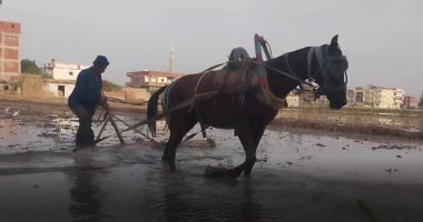 زراعات الأرز بالشرقية.. مزارع: "التلويط" أصعب مراحل الزراعة وربحه وفير ومجزى.. فيديو