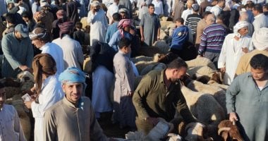 لو ناوى تضحى.. اعرف أسعار خراف العيد بسوق العامرية بالإسكندرية.. فيديو سوق الأغنام في الإسكندرية