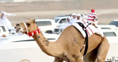 ختامي سباقات الهجن بأبوظبي تصل لمحطات سيوف الذهب وجائزة الـ5 ملايين.. صور المطية _مبشره_ الفائزة بالسيف الذهبي و٥٠٠ مليون