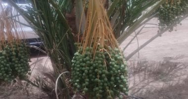 النخيل المجدول يغزو صحراء المنيا.. 150 لـ200 شتلة للفدان تنتج 4 أضعاف النخيل المجدول يغزو صحراء المنيا