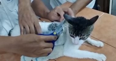 الشبكة نيوز : 
                                            القبض على قطة بتهمة تهريب مخدرات إلى سجن بكوستاريكا.. اعرف التفاصيل
                                        