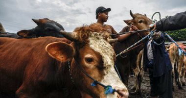 تجهيز أسواق الأضاحى.. استعدادات استقبال عيد الأضحى فى إندونيسيا أضاحى العيد