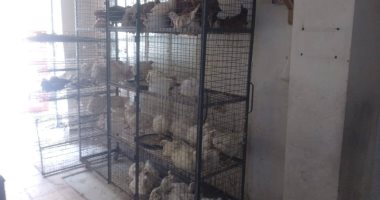 أسعار الدواجن والبيض واللحوم فى الأسواق بالأقصر اليوم الخميس 22 مايو