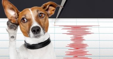 هل تستطيع الأسماك والحيوانات التنبؤ بحدوث زلزال ؟.. اعرف الحقيقة حيوان يتنبأ بالزلزال