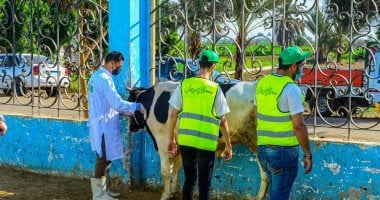 ذبح 30 عجل بلدى خلال أيام التشريق فى 3 مجازر بمحافظة أسوان الاستعداد لذبح الأضاحى فى أسوان