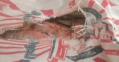 تموين المنيا يضبط دقيق مدعم و16 طن قمح وسولار قبل بيعها بالسوق السوداء