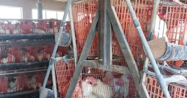 "بيطرى الإسكندرية": الدواجن سليمة ولا يوجد بها أعراض مرضية أو وبائية