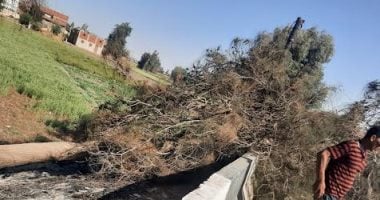 مصرع شخص إثر سقوط شجرة عليه فى الشرقية سقوط الشجرة