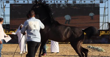تنظيم مهرجان "فرسان وطن" للخيول العربية الأصيلة بمحافظة كفر الشيخ.. فيديو جمال الخيول بالمهرجان