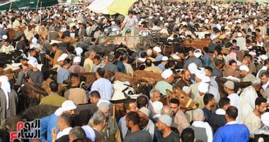 إقبال كثيف على سوق مزغونة بالبدرشين لشراء الأضاحي إقبال كثيف على سوق مزغونة بالبدرشين