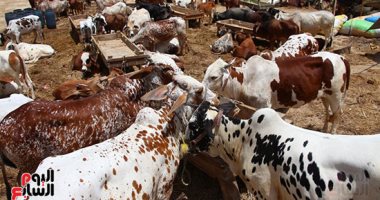 ما الشروط الواجب توافرها فى الأضحية.. دار الإفتاء توضح الشروط الواجب توافرها فى الأضحية
