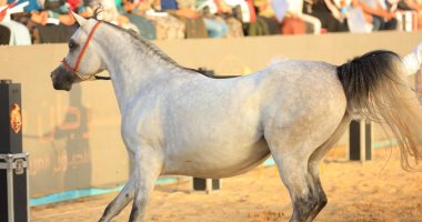 محافظ كفرالشيخ يكرم الفائزين فى ختام مهرجان الخيول العربية الأصيلة عرض لأحد الخيول