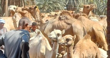 الأسعار تبدأ من 35 ألف جنيه فى سوق دراو للجمال بأسوان.. فيديو سوق الجمال