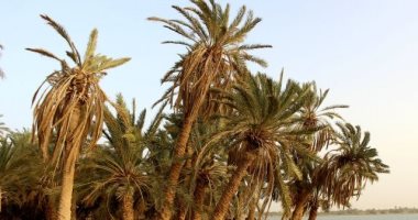 النخلة في الحضارات القديمة.. بين القداسة والتجارة النخيل