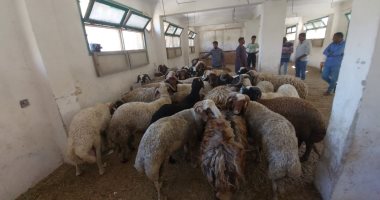 زراعة البحر الأحمر توفر خراف الأضاحى.. تعرف على سعر الكيلو خرفان العيد