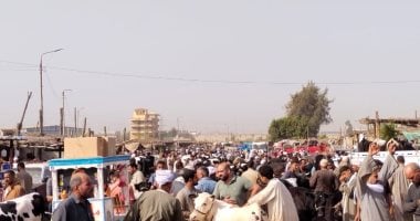 إقبال كبير فى سوق المواشى ببنها قبل عيد الأضحى المبارك.. فيديو وصور الإقبال على سوق المواشي ببنها