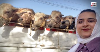أخطر 10 أيام فى سوق المواشي.. جرب تتحدى ملوك الفصال.. فيديو الزميلة رحمة خليفة