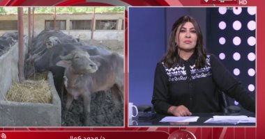أمين الفتوى: صك الأضحية لا يؤثر على الثواب والأجر كاملا مداخلة الدكتور محمد كمال