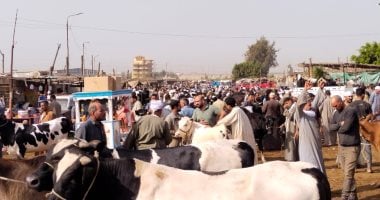 زحام كبير في سوق المواشي ببنها قبل أيام من عيد الأضحى المبارك.. أحد القائمين على السوق: زيادة المعروض أجبر أسعار القائم على التراجع وتنظيم سوق استثنائية.. وتاجر يوضح مواصفات الأضحية السليمة.. فيديو وصور زحام كبير في سوق المواشي ببنها قبل أيام من عيد الأضحى المبارك