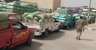 محافظ المنيا: توريد أكثر من 442 ألف طن قمح حتى الآن