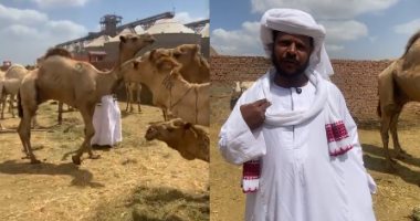 قبل ما تشترى.. اعرف كل حاجة عن الجمل من داخل أكبر وأقدم أسواقه (فيديو) سلمان مسلم أحد تجار الجمال المخضرمين بسوق برقاش