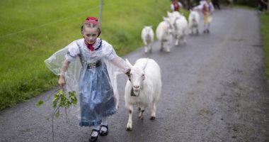 على نغمات أجراس الأبقار... فعاليات رحلة مربى الماشية فى جبال الألب السويسرية