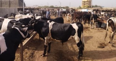 انتعاش فى حركة بيع الأضاحى بأسواق محافظة القليوبية أسواق الأضاحى