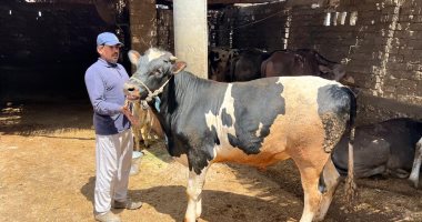 البقرى بـ180 والجاموس بـ150 تعرف على مواصفات وأسعار لحوم الأضاحى بالدقهلية