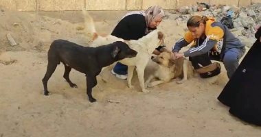 الطب البيطري بالإسماعيلية يتابع حملاته المكثفة لتحصين كلاب الشارع ضد مرض السعار حملة تطعيم