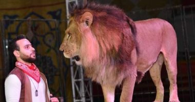 "ملك الغابة تحت الأضواء".. كواليس حياة الأسود فى السيرك من التدريب إلى العروض.. يتناول من 15 لـ20 كيلو لحوم يوميا.. من 150 إلى 200 كيلو الوزن المثالى للحركات الاستعراضية.. والعناية الطبية تُزيد من عمر الأسد مدرب الاسود
