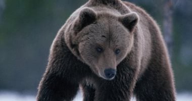 لحم الدببة فى قائمة الطعام بمطاعم سلوفاكيا
