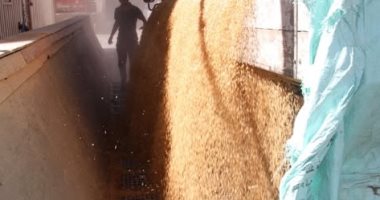 توريد 440 ألف طن من القمح بنسبة 90% لصوامع أسوان  