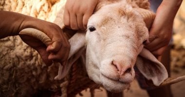 الشبكة نيوز : 
                                            5 أفكار مختلفة لاستخدام جلود الأضاحى.. أوعى ترميها
                                        