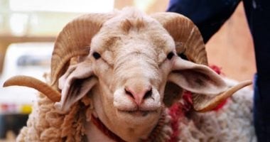 تفسير حلم ذبح الخروف فى العيد.. تغيير وظيفة أبرز التأويلات