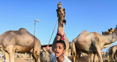 سوق برقاش
