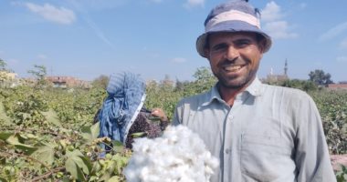 10 مزايا للتوسع فى زراعة الأقطان قصيرة التيلة شرق العوينات.. تعرف عليها