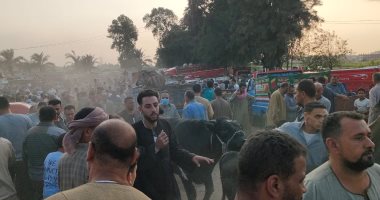 سوق المواشى فى مدينة طنطا بالغربية.. قبلة المواطنين من مختلف المناطق لشراء الأضاحى.. التجار: آخر أسبوع قبل عيد الأضحى المبارك يشهد ازدحاما كبيرا من المضحين.. ويؤكدون: السوق يتميز بجودة المعروض.. فيديو صور السوق