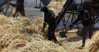 تراث فلسطينى صميم.. إنتاج الفريكة من حقول الضفة الغربية إنتاج الفريكة فى فلسطين