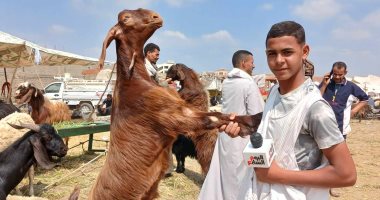  الجديان الباكستاني أغلى أضحية في سوق المواشى بالشرقية.. فيديو وصور