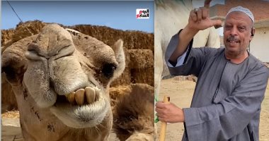 إزاي تعرف عمر الجمل وعيوبه.. أسرار ما يعرفهاش غير التاجر الشاطر.. فيديو