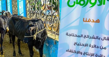 توزيع لحوم الاضاحى فى 54 قرية بمحافظة بنى سويف.. تفاصيل