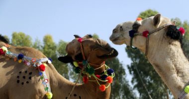 تزيين الجِمال.. منصات إلكترونية لبيع أضاحى العيد فى باكستان تزيين أضاحى العيد فى باكستان